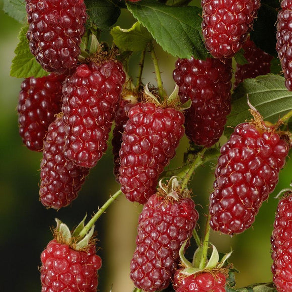 50 Pcs Raspberry Fruit Plants