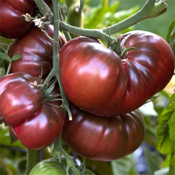 2000 Pcs / Packing Purple Sacred Fruit Tomato Vegetables Plants