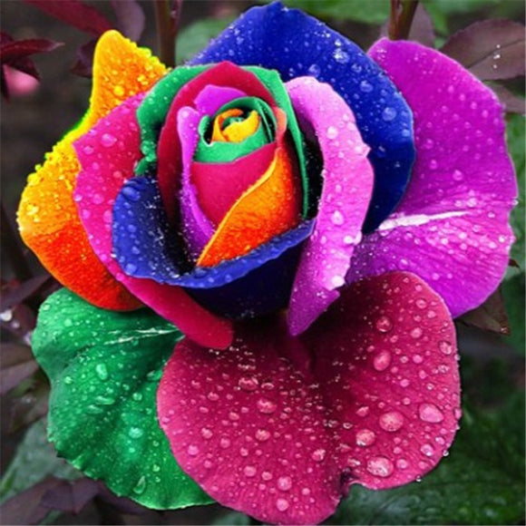 100 Pcs Rare Dutch Rainbow Rose Plants