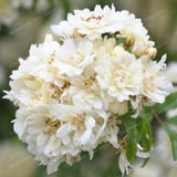 20 Pcs Jasmine White Scented Flowers Plants