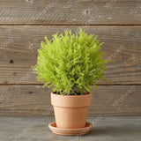 200 Pcs/Bag Summer Cypress Plants