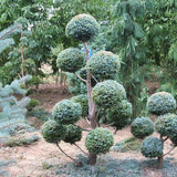 200 Pcs/Bag Summer Cypress Plants