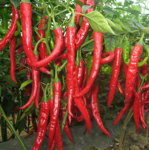 200 Pcs Long Red pepper Pepper Plants