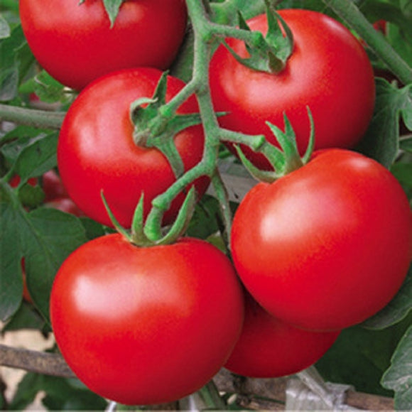 200 Pcs Fresh Red Tomato Plants