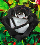100 Pcs/Bag  Roses Plants