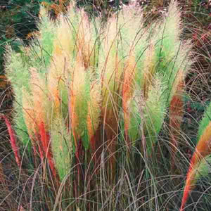 100 Pcs Pampas Grass Plants