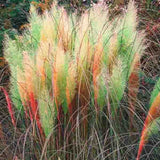 100 Pcs Pampas Grass Plants