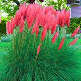 100 Pcs Pampas Grass Plants