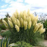 100 Pcs Pampas Grass Plants