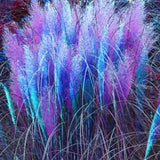 100 Pcs Pampas Grass Plants