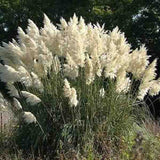 100 Pcs Pampas Grass Plants