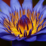 10 Pcs/Bag Lotus Water Lily Flower Seeds