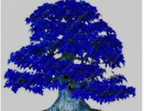 20 Pcs Maple  Tree Plants