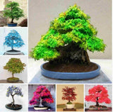 20 Pcs Maple  Tree Plants