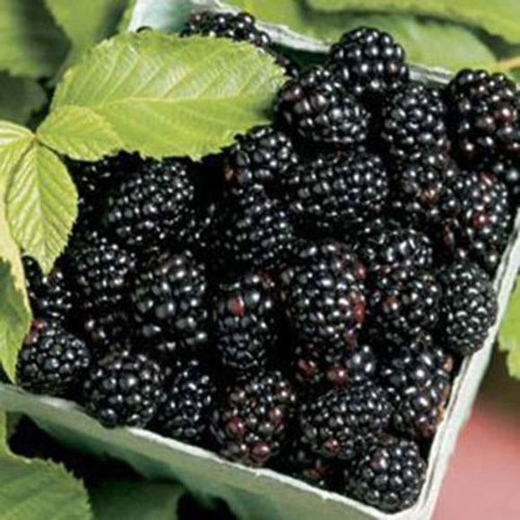 100 Particles/Set Blackberry Mulberry Fruit  Seedling