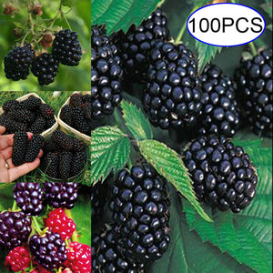 100 Particles/Set Blackberry Mulberry Fruit  Seedling