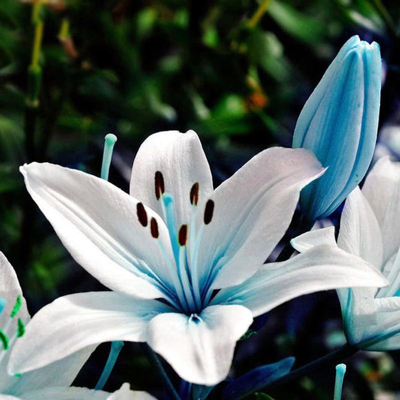 50 Pcs Blue Rare Lily Bulbs Seeds