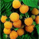 50 Pcs Red Raspberry Plants