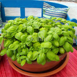 100 Pcs Sweet Basil  Plants