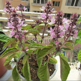 100 Pcs Sweet Basil  Plants