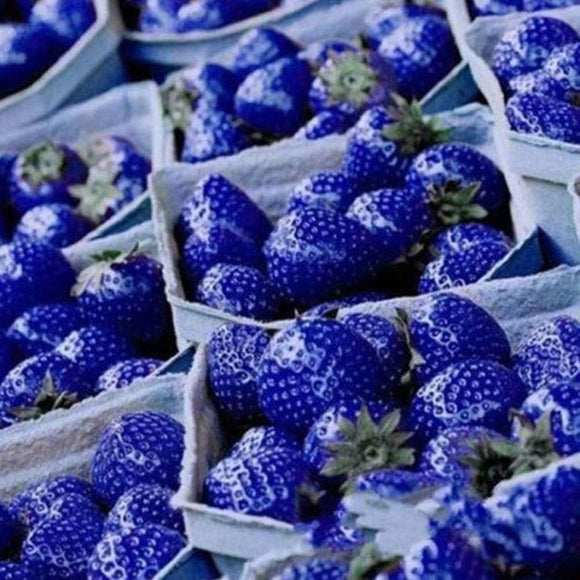 100 Pcs/Set Hot Rare Blue Strawberry Plants