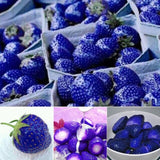100 Pcs/Set Hot Rare Blue Strawberry Plants