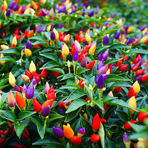 200 Pcs/Lot Garden Red Chilli Ornamental Pepper Plants