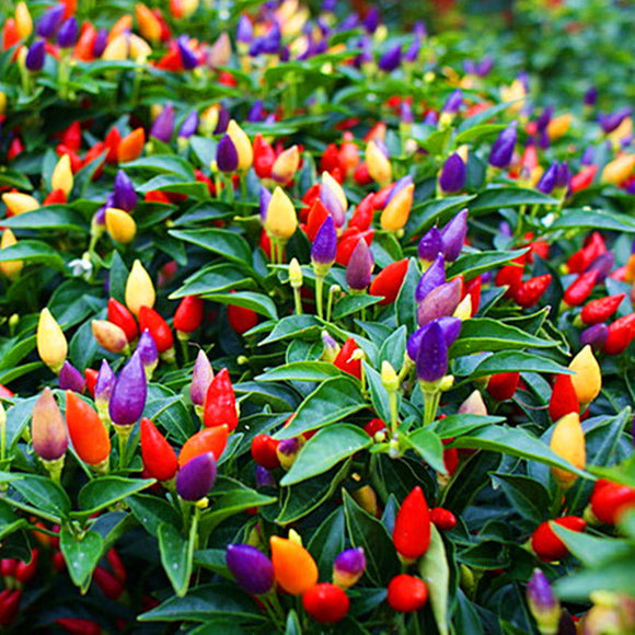 200 Pcs/Lot Garden Red Chilli Ornamental Pepper Plants