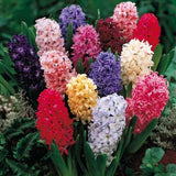 300 Pcs/Set Hyacinth Flower Plants