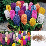 300 Pcs/Set Hyacinth Flower Plants