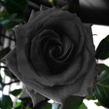 100 Pcs  Bonsai Black Rose Flower Plants