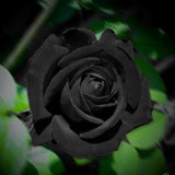100 Pcs  Bonsai Black Rose Flower Plants
