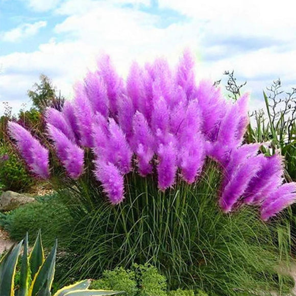 100 Pcs New Rare Impressive Purple Plants