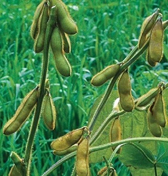 100 Pcs Soybean Glycine  Seedsplants