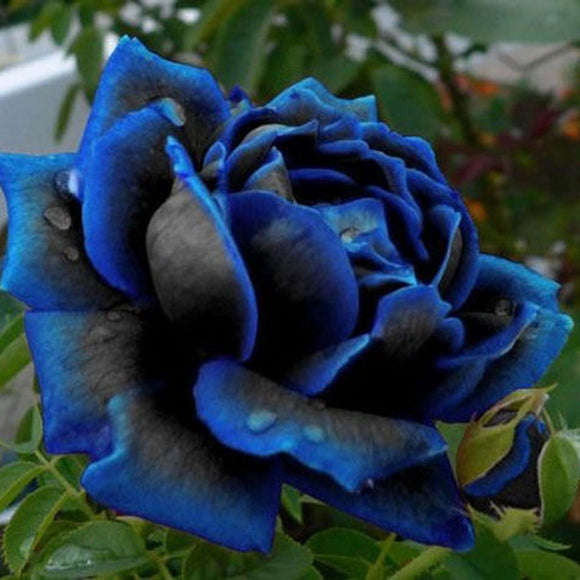 20 Pcs Blue Roses Flowers Rare Seeding