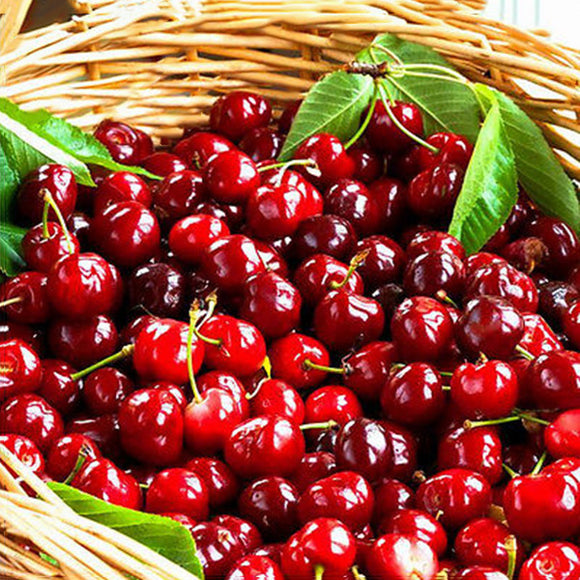 20 Pcs Rare Cherry Plants