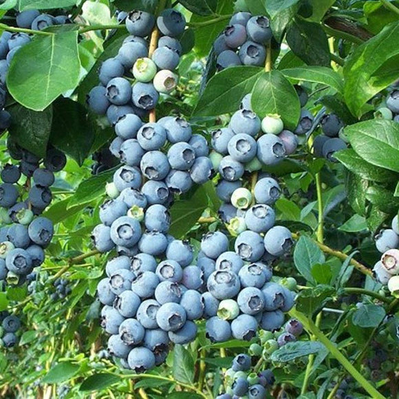50 Pcs Delicious Blueberry Seedling