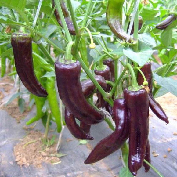 20 Pcs Chili Pepper Plants