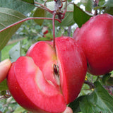 20 Pcs Apple Plant