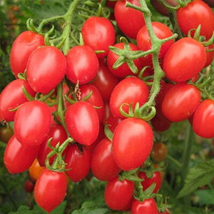 50Pcs Yellow Dwarf Tomato Seedsplants