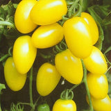 50Pcs Yellow Dwarf Tomato Seedsplants