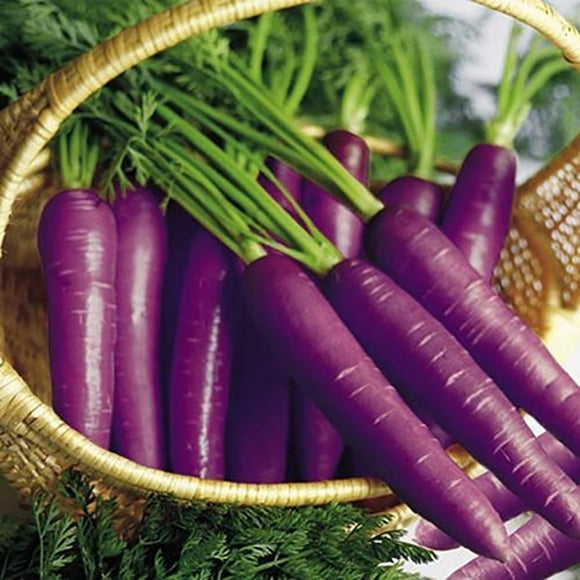 Purple Carrot Plants