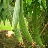 10g Loofah Seedsplants