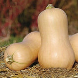 20 Pcs Creamy Milk Pumpkin Plant