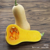 20 Pcs Creamy Milk Pumpkin Plant