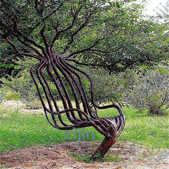 30 Pcs/Pack Rare Garden Chair Tree